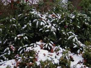 snowyrhody1