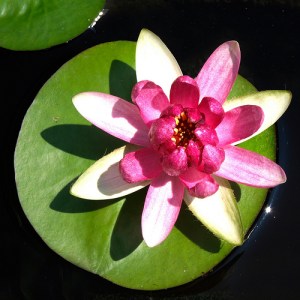 Finally waterlilies are blooming here!