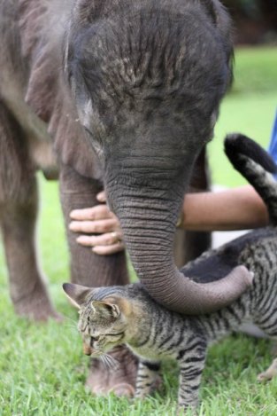 Image of a baby elephant petting a cat with his trunk. 
